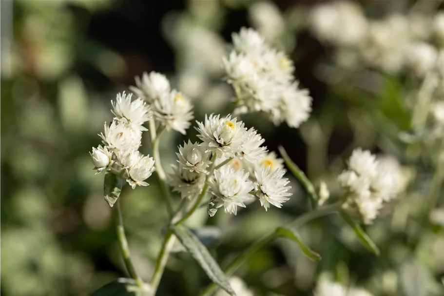 Anaphalis triplinervis 'Silver Wave'