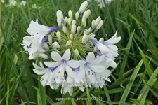 Agapanthus africanus 'Twister'