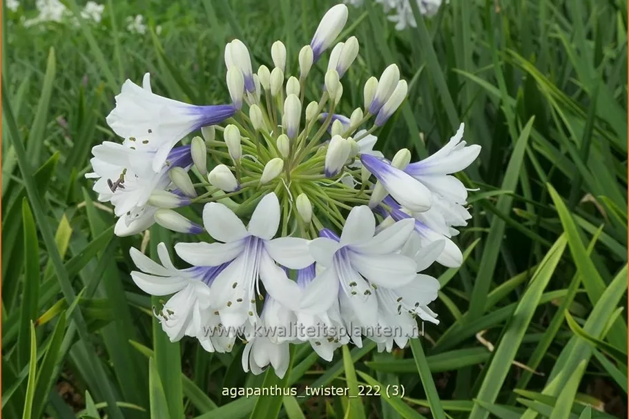 Agapanthus africanus 'Twister'