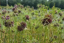 Allium vineale 'Hair'