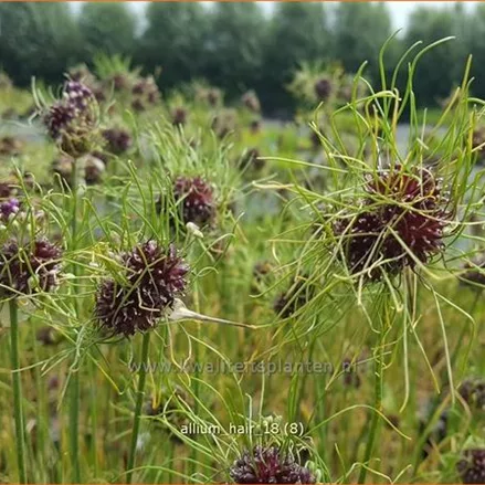 Allium vineale 'Hair'