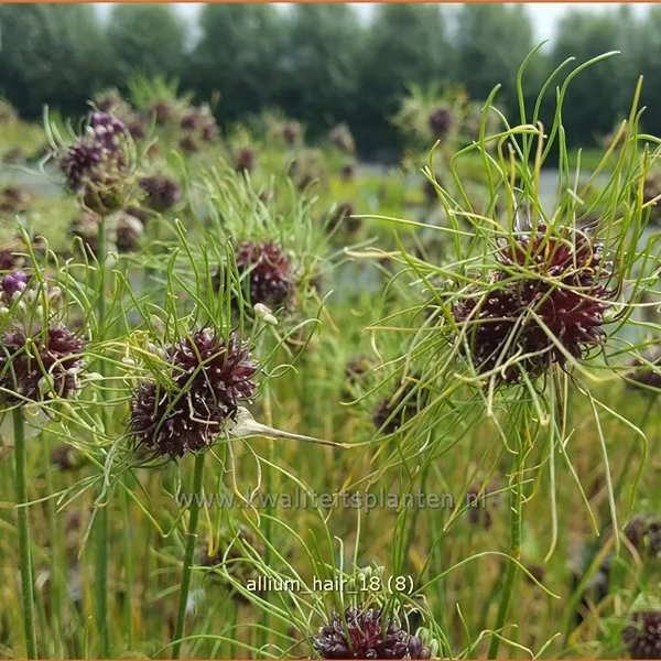 Allium vineale 'Hair'