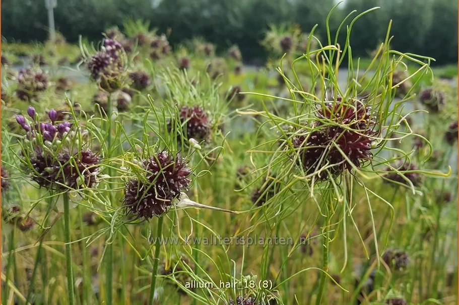Allium vineale 'Hair'