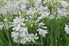 Agapanthus africanus 'Twister'