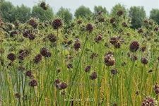 Allium vineale 'Hair'