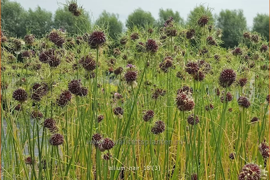 Allium vineale 'Hair'