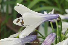 Agapanthus africanus 'Twister'