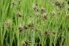 Allium vineale 'Hair'