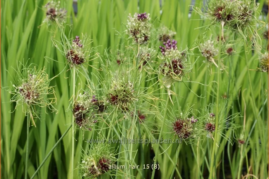 Allium vineale 'Hair'