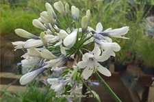 Agapanthus africanus 'Twister'