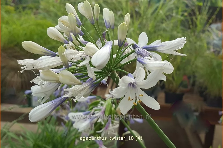Agapanthus africanus 'Twister'