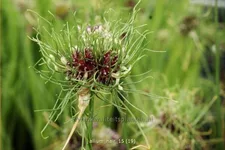 Allium vineale 'Hair'