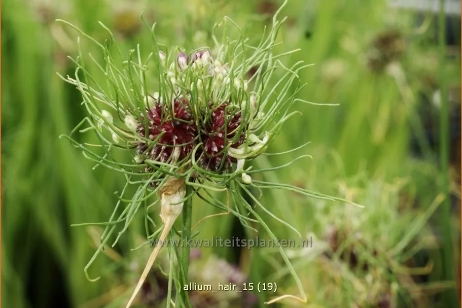Allium vineale 'Hair'