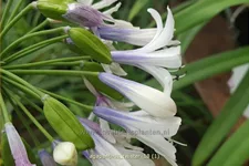 Agapanthus africanus 'Twister'