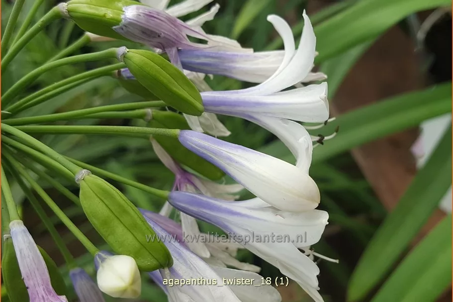 Agapanthus africanus 'Twister'