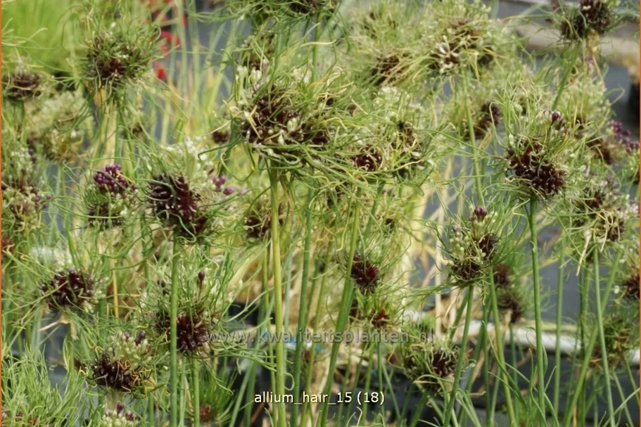 Allium vineale 'Hair'