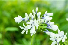 Agapanthus africanus 'Twister'