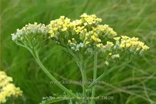 Achillea millefolium 'Hella Glashoff'