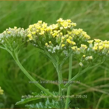 Achillea millefolium 'Hella Glashoff'