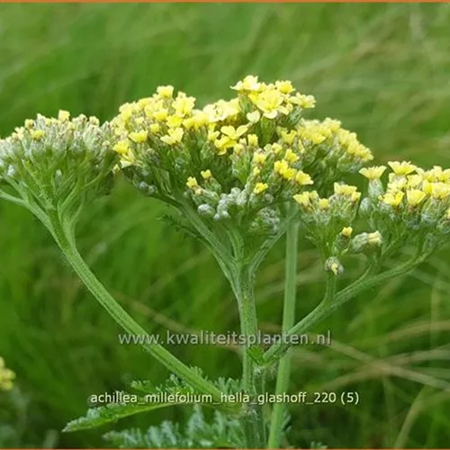 Achillea millefolium 'Hella Glashoff'