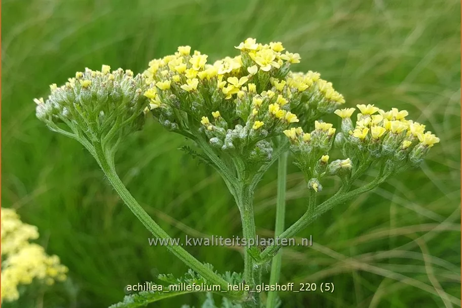 Achillea millefolium 'Hella Glashoff'