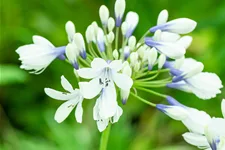 Agapanthus africanus 'Twister'
