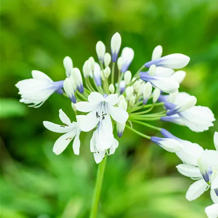 Agapanthus africanus 'Twister'