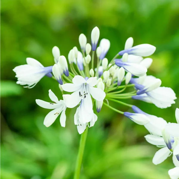 Agapanthus africanus 'Twister'
