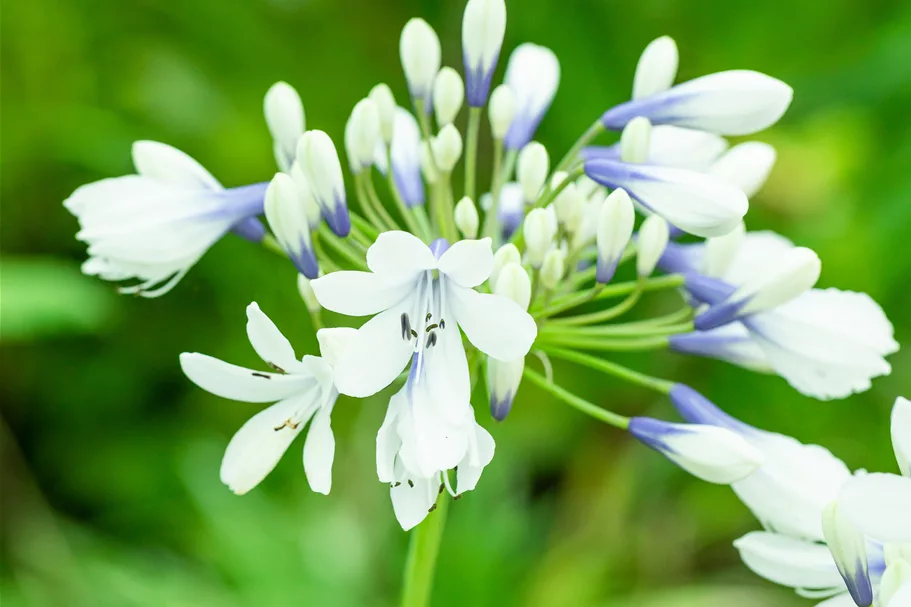 Agapanthus africanus 'Twister'