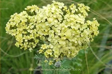 Achillea millefolium 'Hella Glashoff'