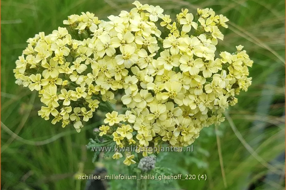Achillea millefolium 'Hella Glashoff'
