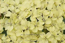 Achillea millefolium 'Hella Glashoff'