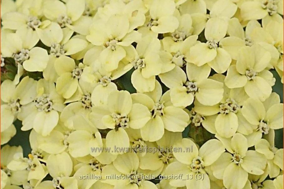 Achillea millefolium 'Hella Glashoff'