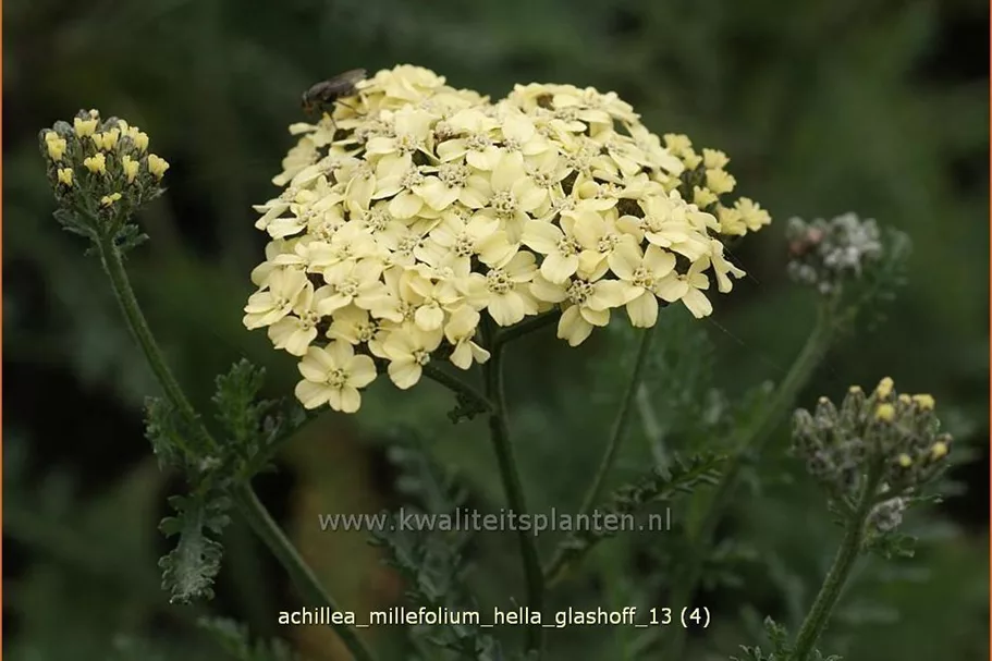 Achillea millefolium 'Hella Glashoff'