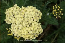 Achillea millefolium 'Hella Glashoff'