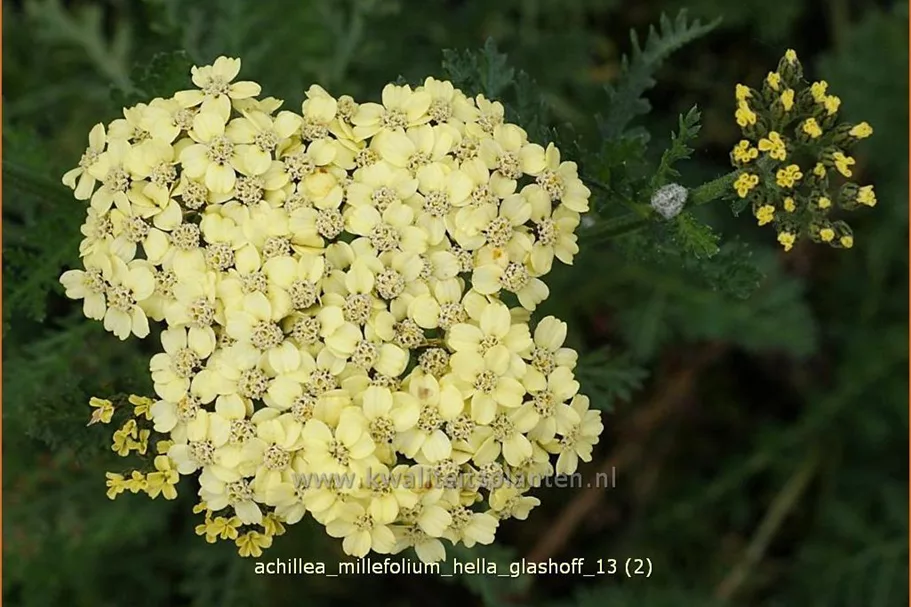 Achillea millefolium 'Hella Glashoff'