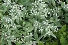 Anaphalis triplinervis 'Sommerschnee'