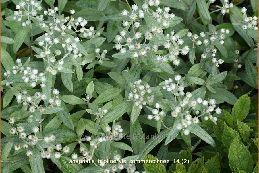 Anaphalis triplinervis 'Sommerschnee'