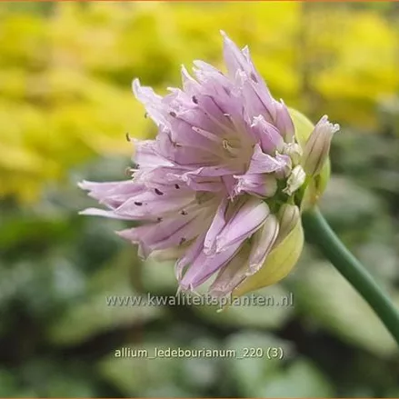 Allium ledebourianum