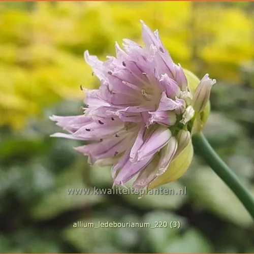 Allium ledebourianum