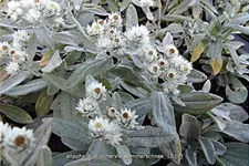 Anaphalis triplinervis 'Sommerschnee'