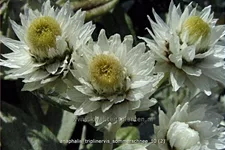 Anaphalis triplinervis 'Sommerschnee'