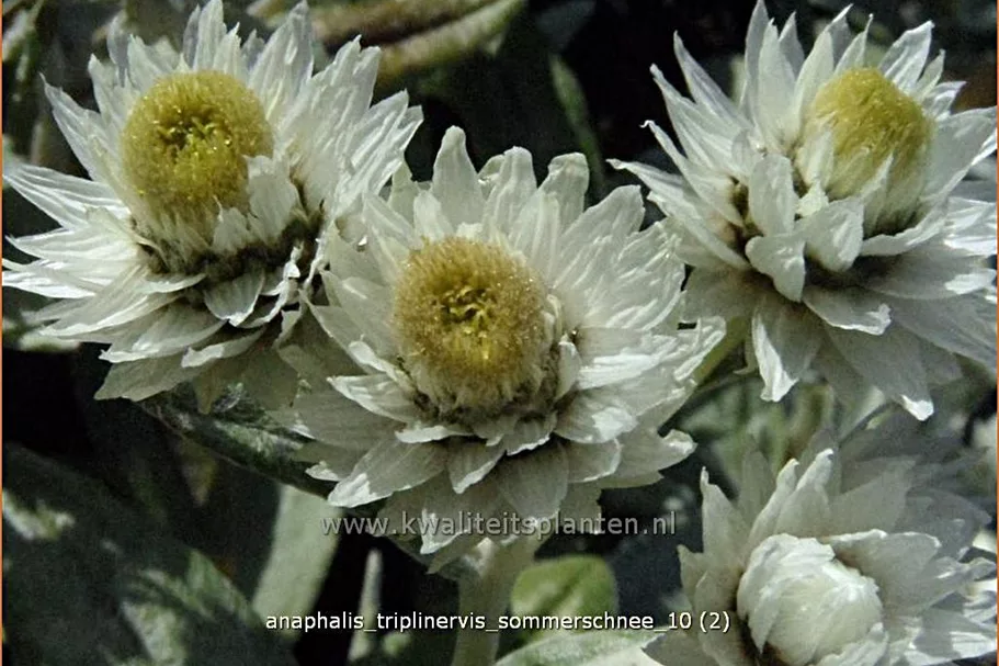 Anaphalis triplinervis 'Sommerschnee'