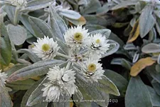 Anaphalis triplinervis 'Sommerschnee'