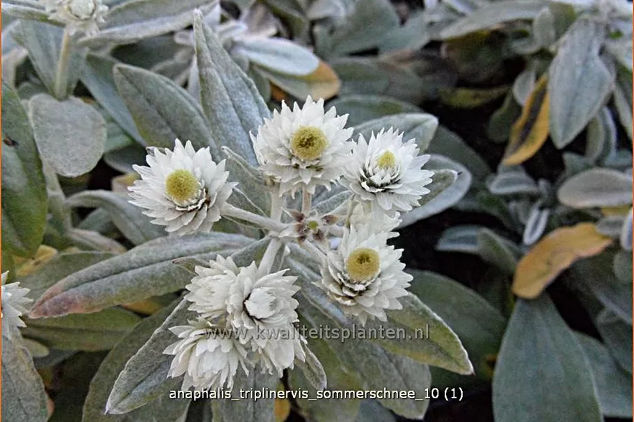 Anaphalis triplinervis 'Sommerschnee'