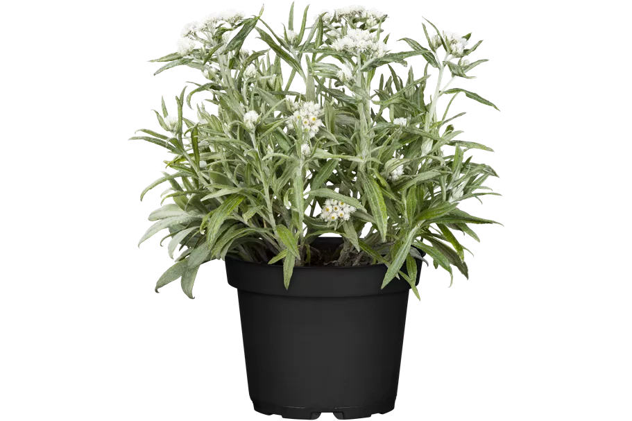 Anaphalis triplinervis 'Sommerschnee'