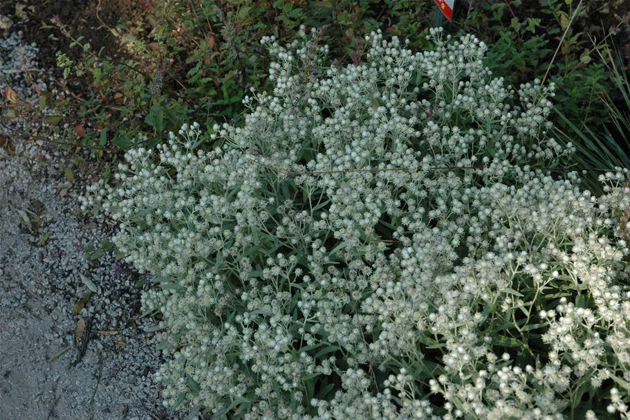 Anaphalis triplinervis 'Sommerschnee'