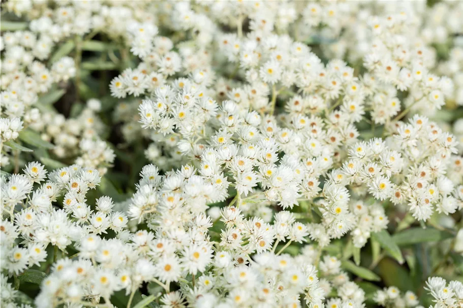 Anaphalis triplinervis 'Sommerschnee'