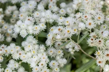Anaphalis triplinervis 'Sommerschnee'
