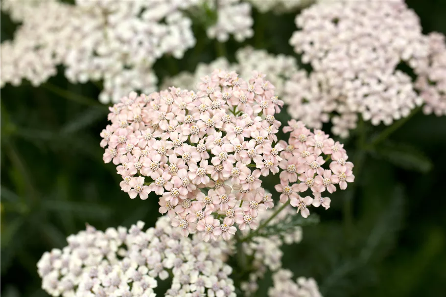 Achillea millefolium 'Lachsschönheit'
